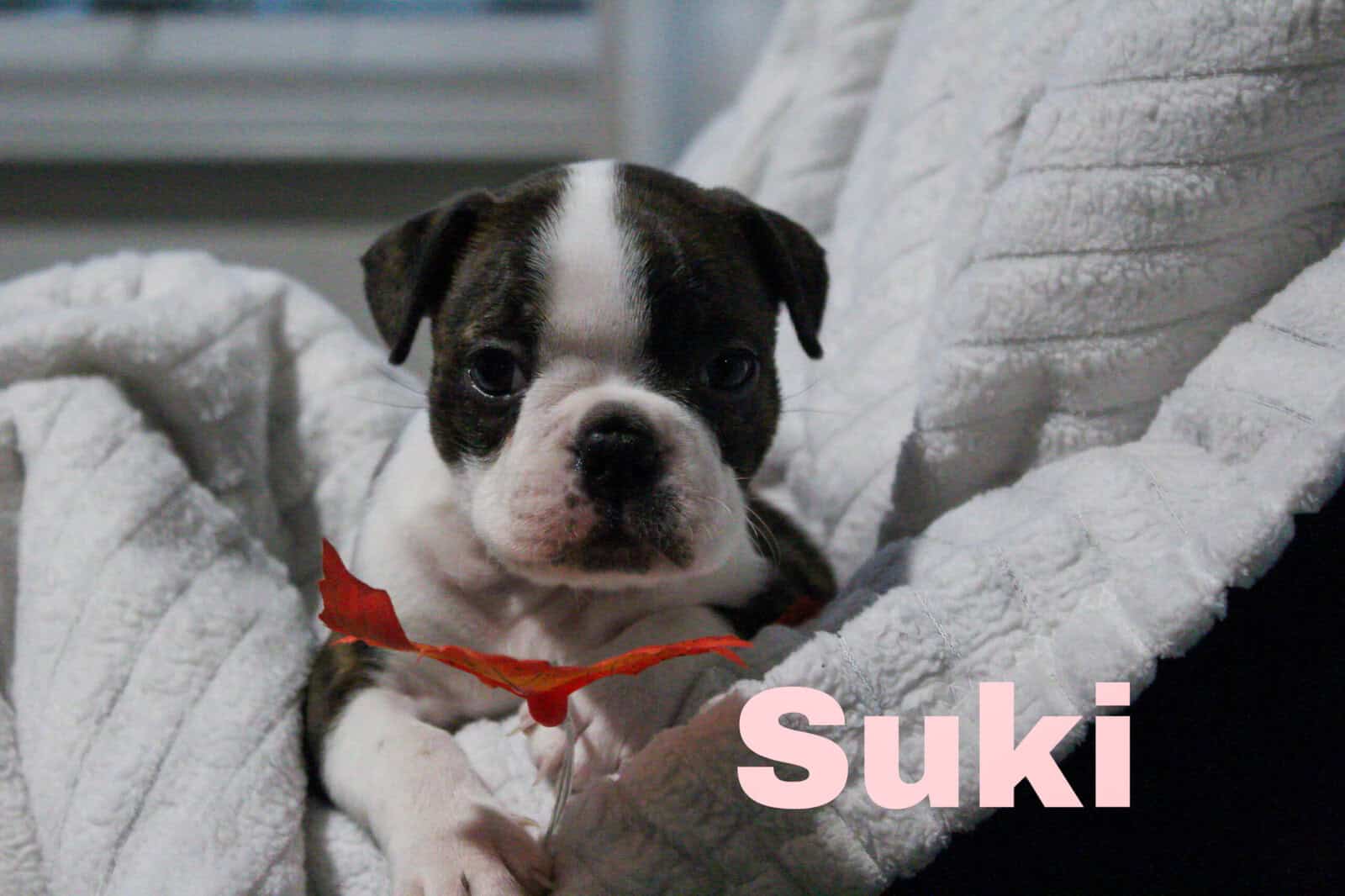 8 Boston Terrier Puppies image 4