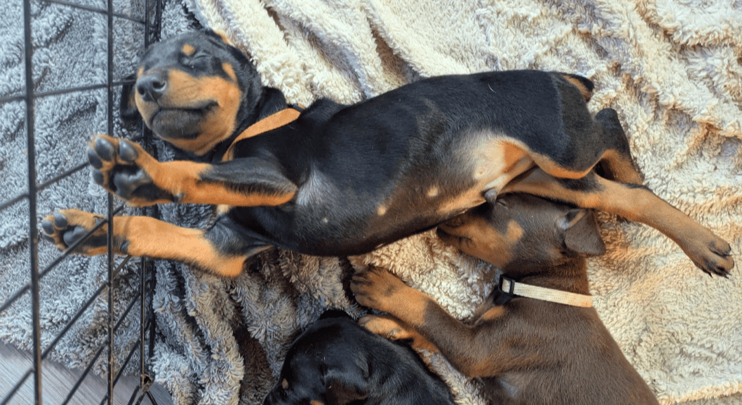 Doberman puppy male image 2