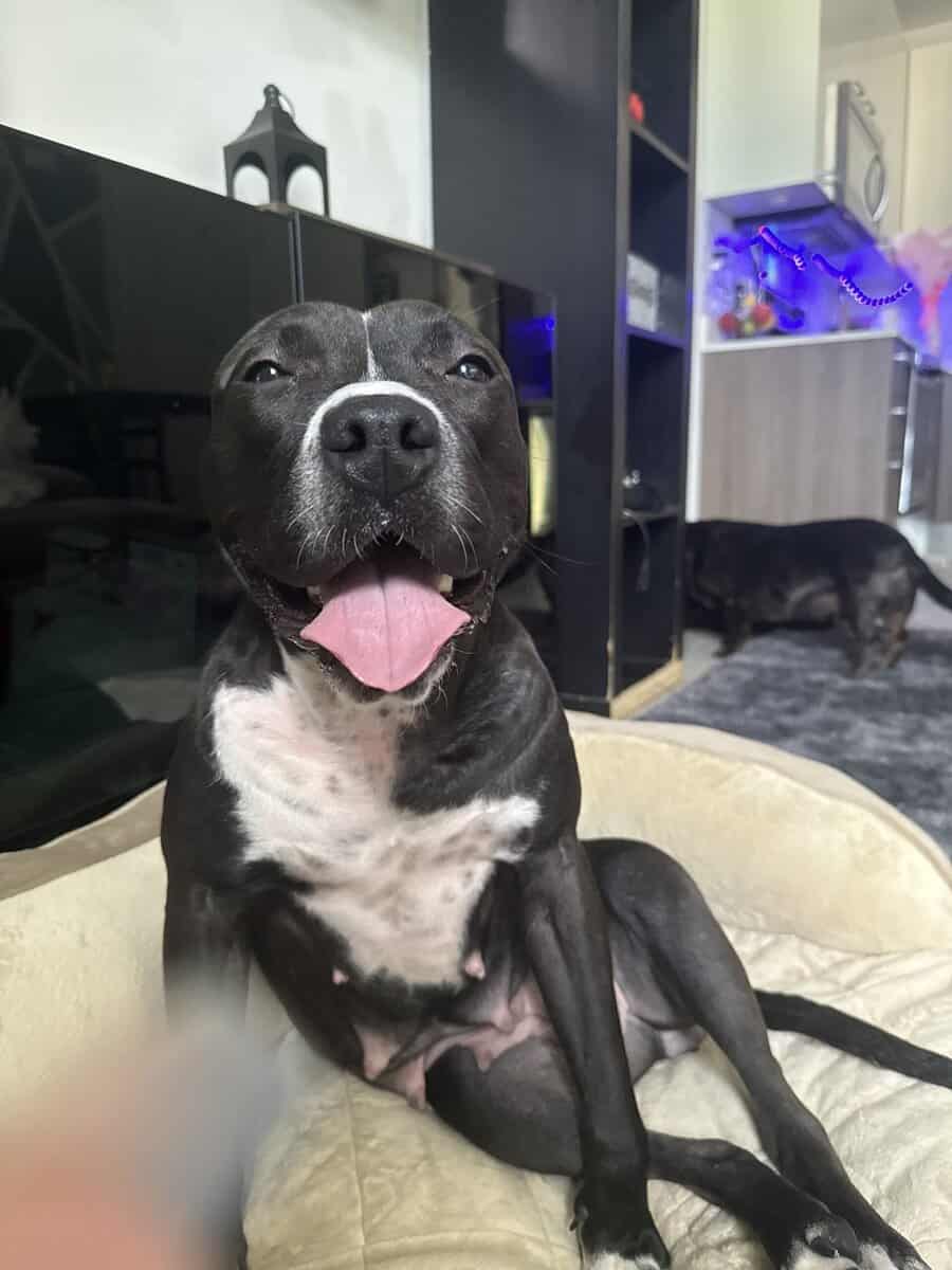 Chicken - pitbull lab mix image 3
