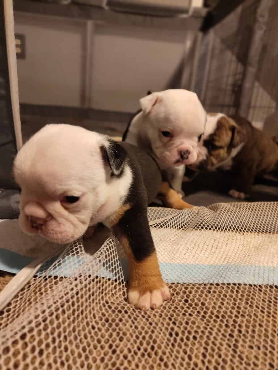 Christmas Puppies image 17
