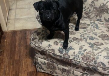 Pug male 1 yr