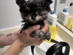 Pom puppy ready for forever home!