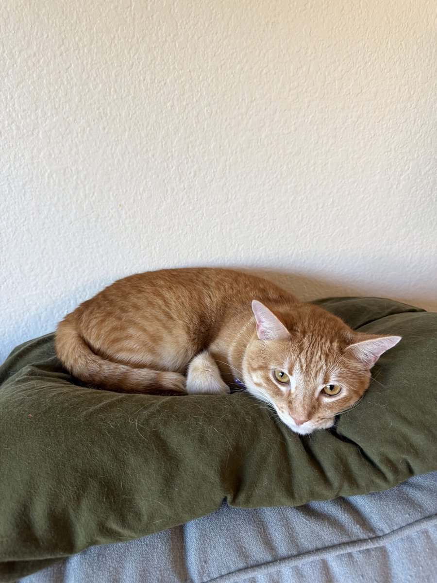 Rehoming Linda image 1