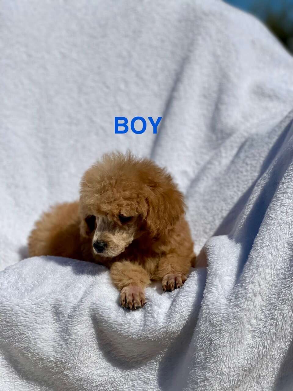 Toy Poodles DNA checked mom and Dad on Site image 5