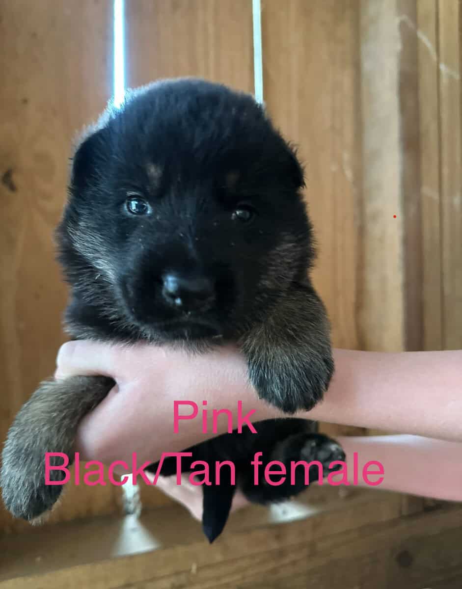 Still available - Purebred German Shepherd Puppies image 2