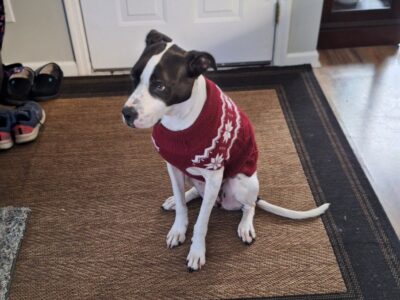 Free Pointer Mix – Very Friendly