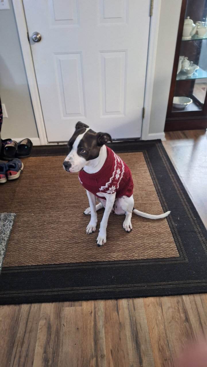 Free Pointer Mix - Very Friendly image 1