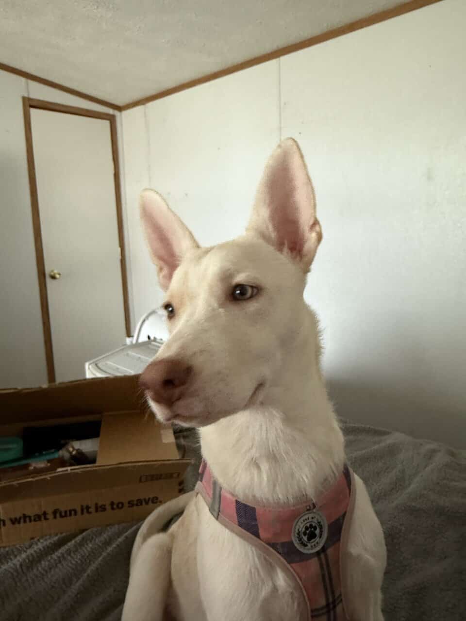 6 mo. old female husky mix image 3