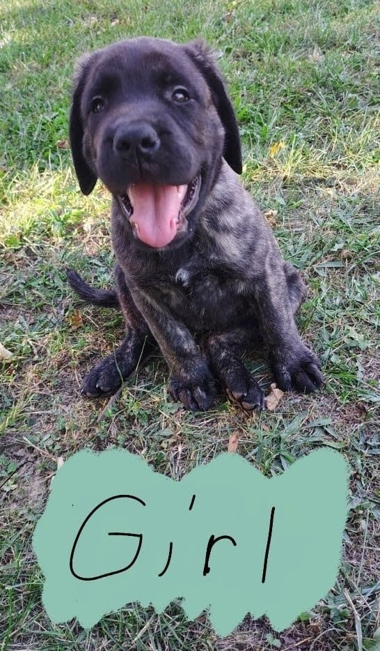 Pure bread English mastiff puppies image 2