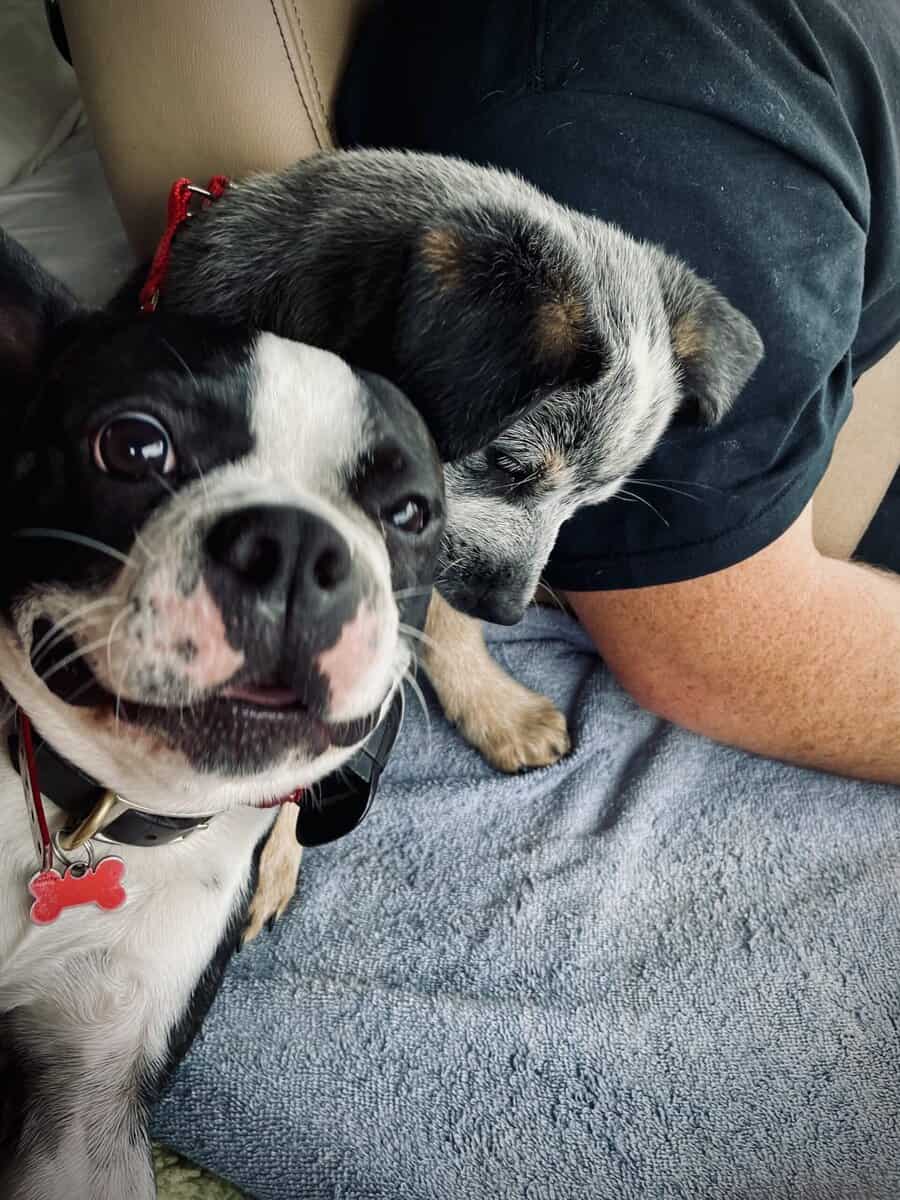 Rehome male Boston Terrier image 6