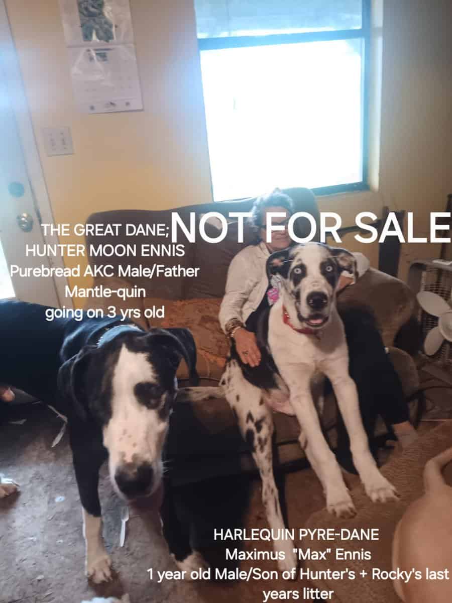 GREAT PYRE-DANE PUPPIES image 10