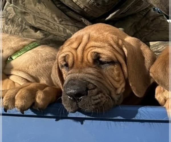 Boerboel–Cane Corso Puppies -- Ready to go! image 5