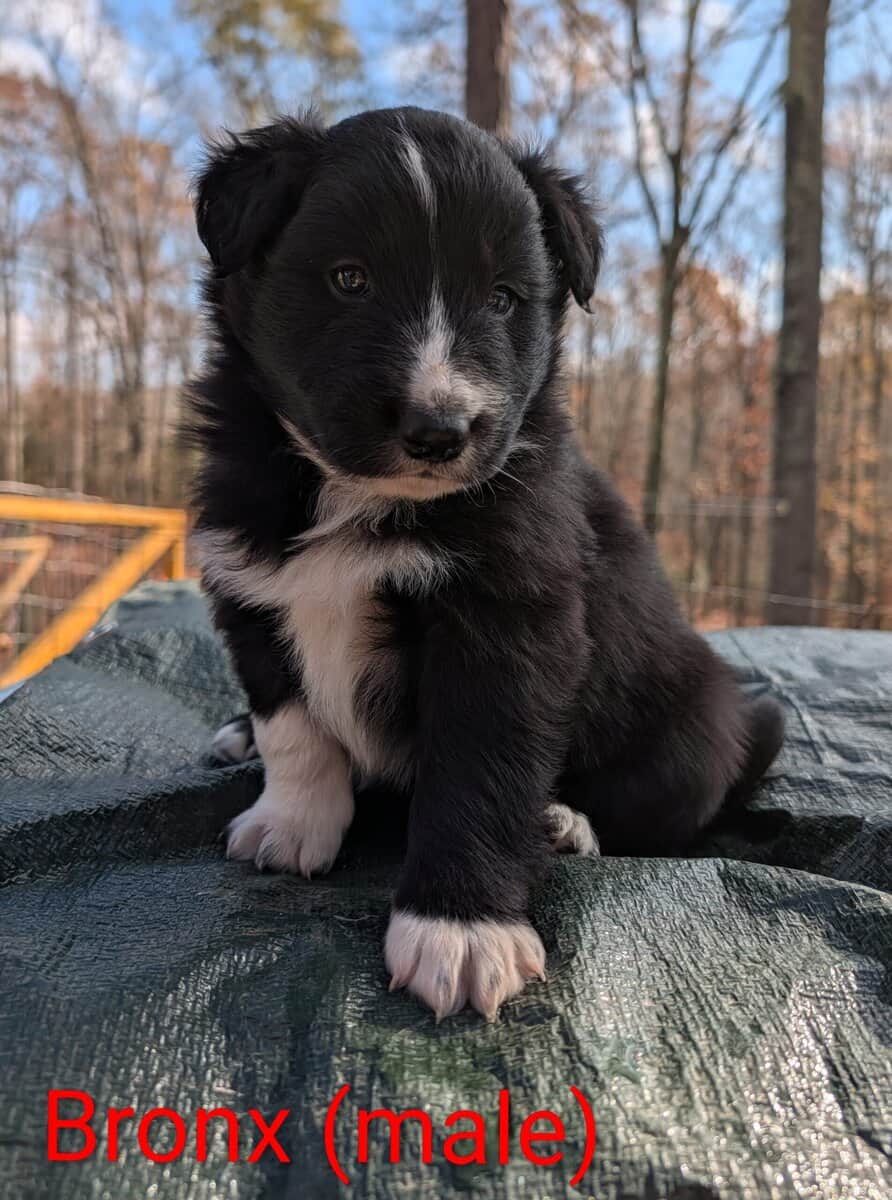 Border Collie Puppies image 4