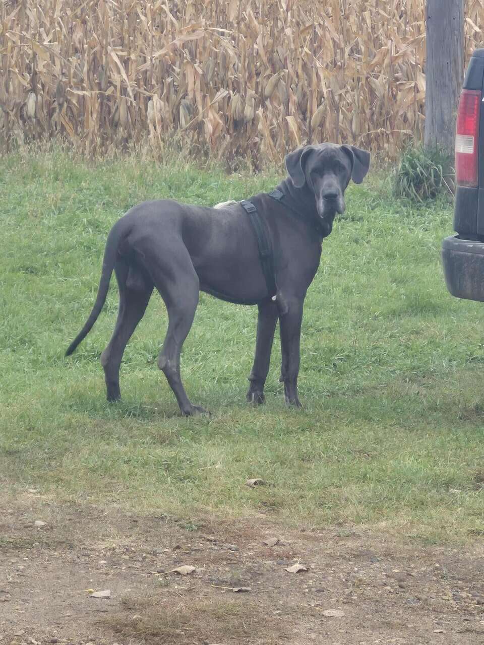 Great Dane image 7
