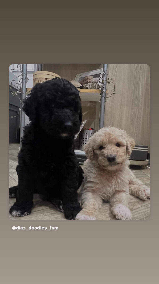 Medium goldendoodle puppy image 4