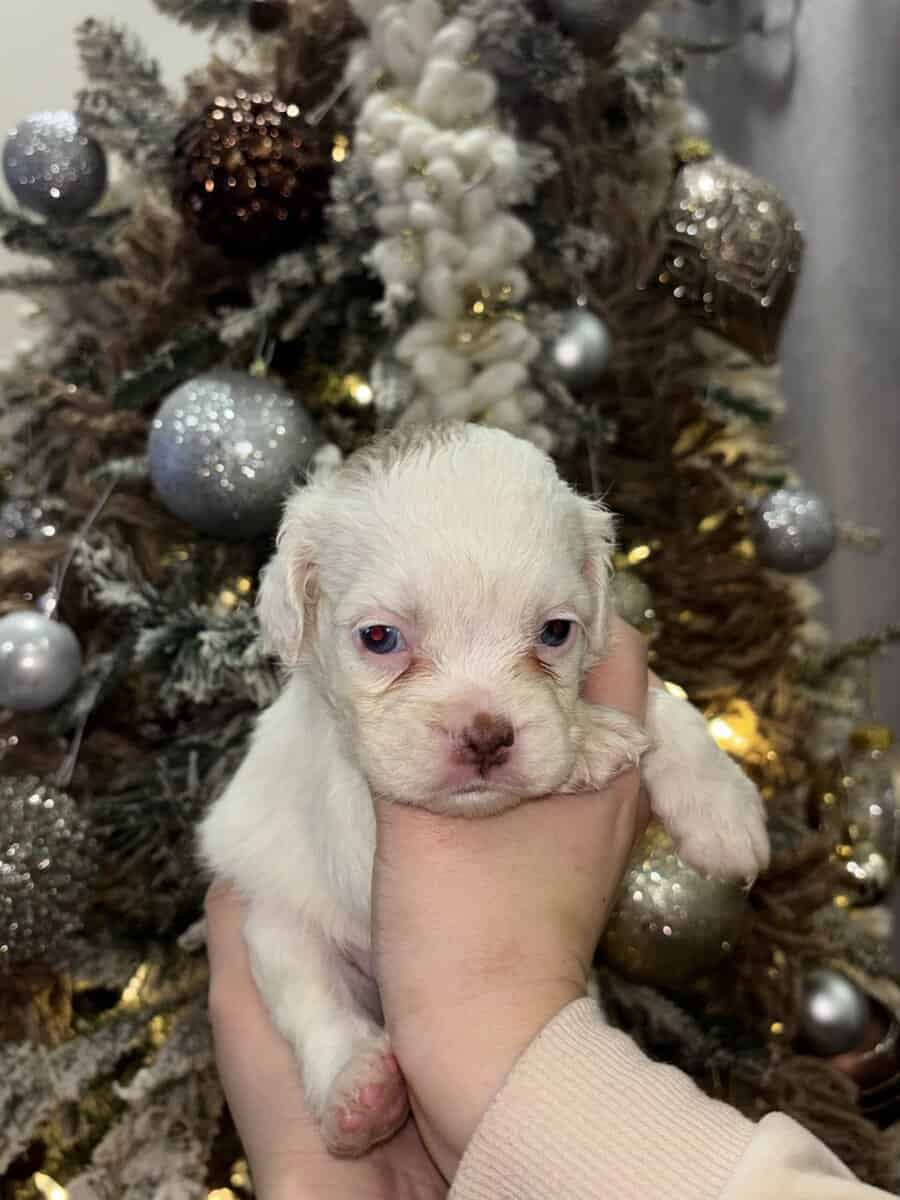 English Cocker Spaniel/French Bulldog Mix Puppies image 12