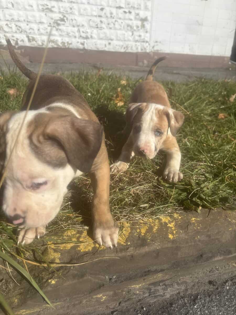 Blue eye female Merle Bully puppy image 2