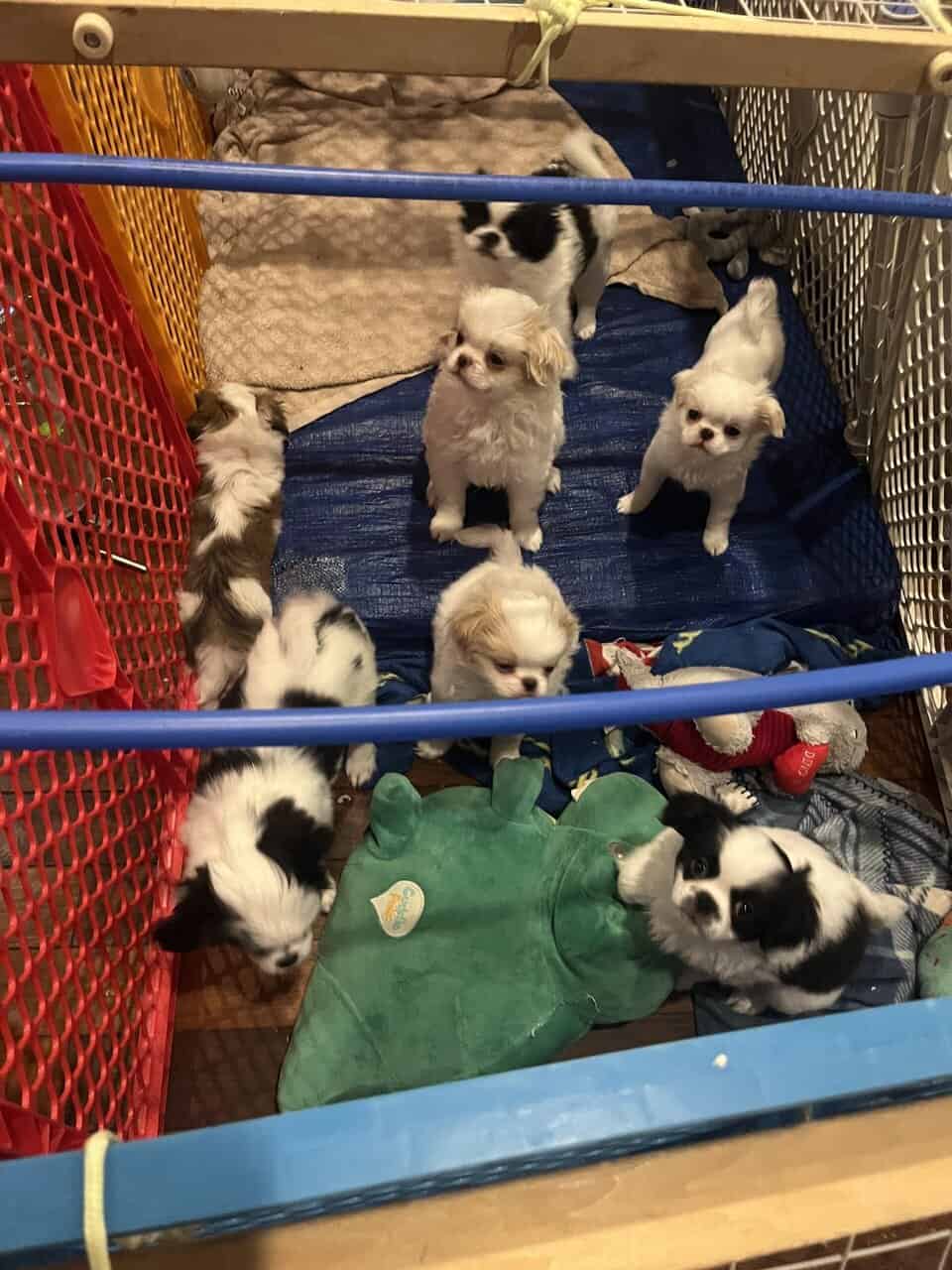 Japanese chin puppies ready 11/22/25 image 1