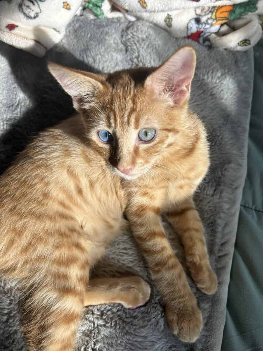 Two 5 month old adorable cats need a home image 1