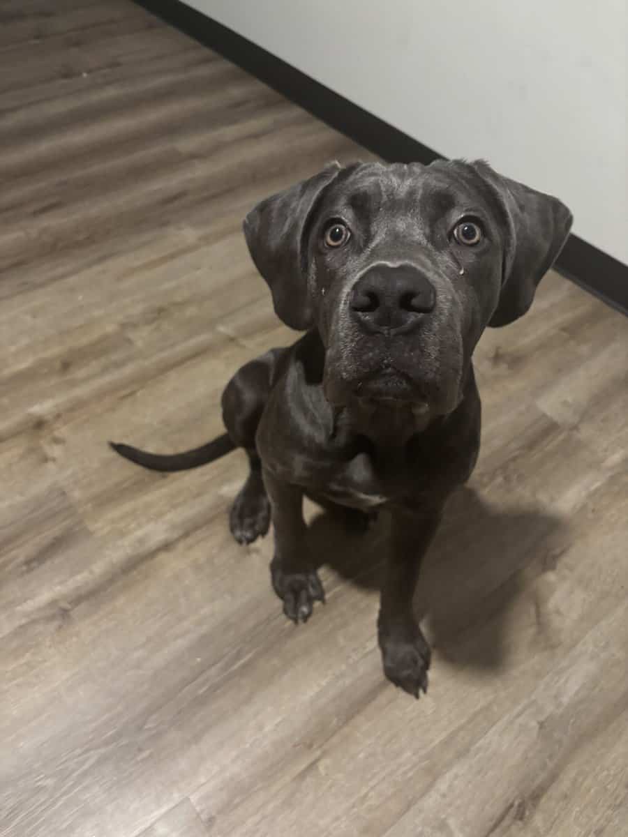 Cane corso puppy remy image 1