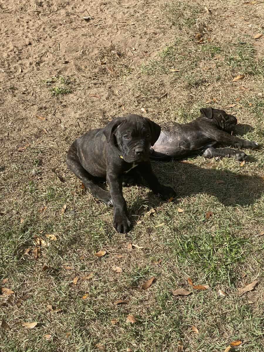 Cane Corso Puppies image 7