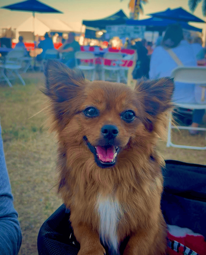 UKC, Purebred Mi-Ki Neutered Young Adult Male image 4