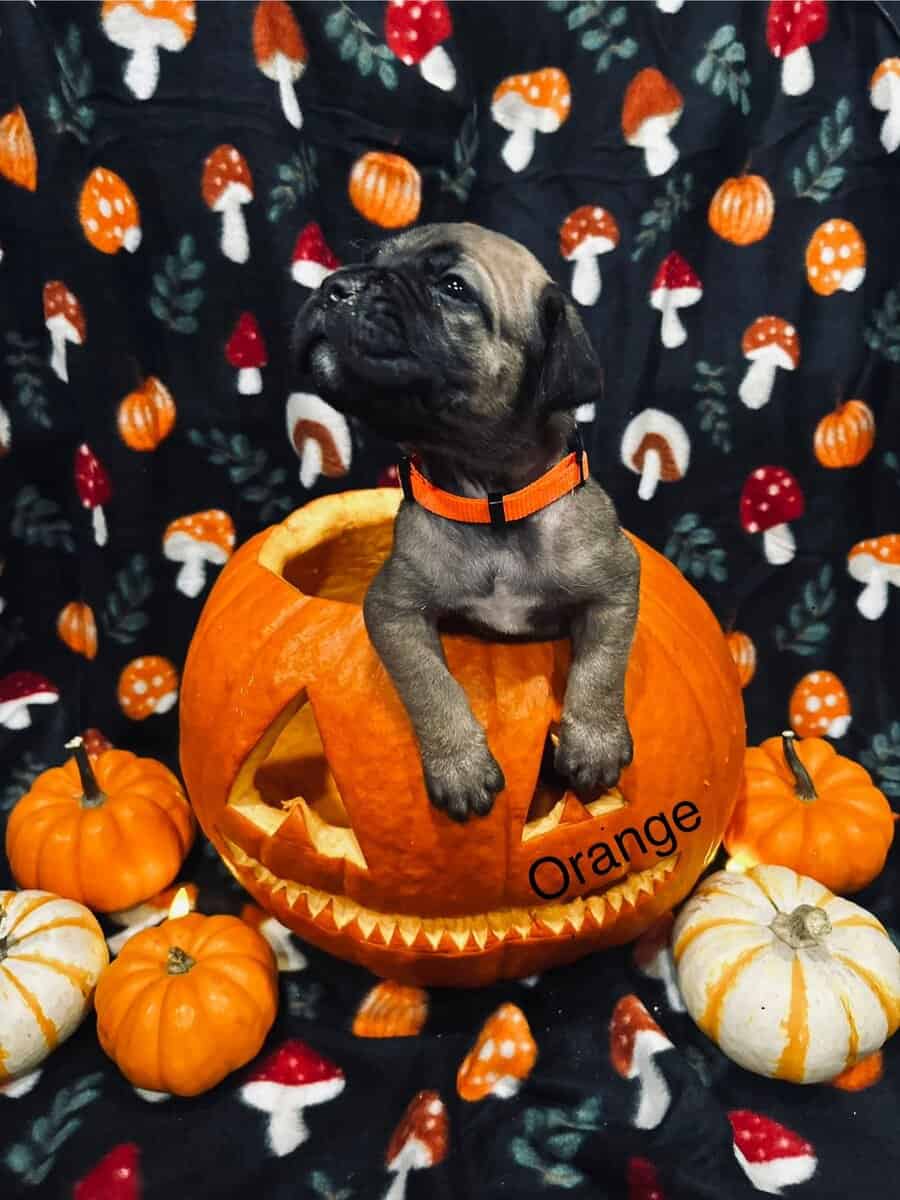 CCC's Kennel Cane Corso Puppies image 20