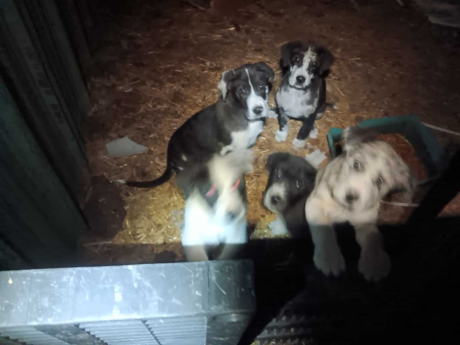 GREAT PYRE-DANE PUPPIES image 12