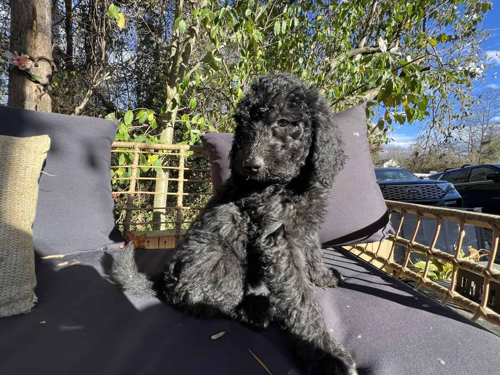 Medium goldendoodle puppy image 2