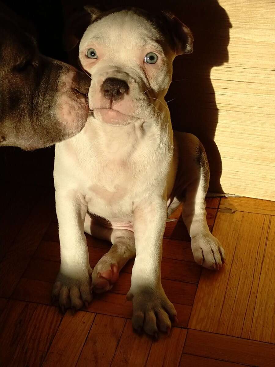 Pocket Bully Puppies • Exotic Colors • Registered image 3