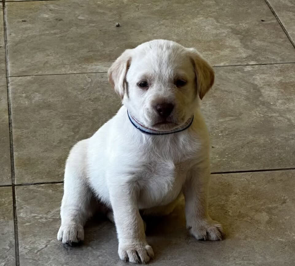 Labrador puppies image 7