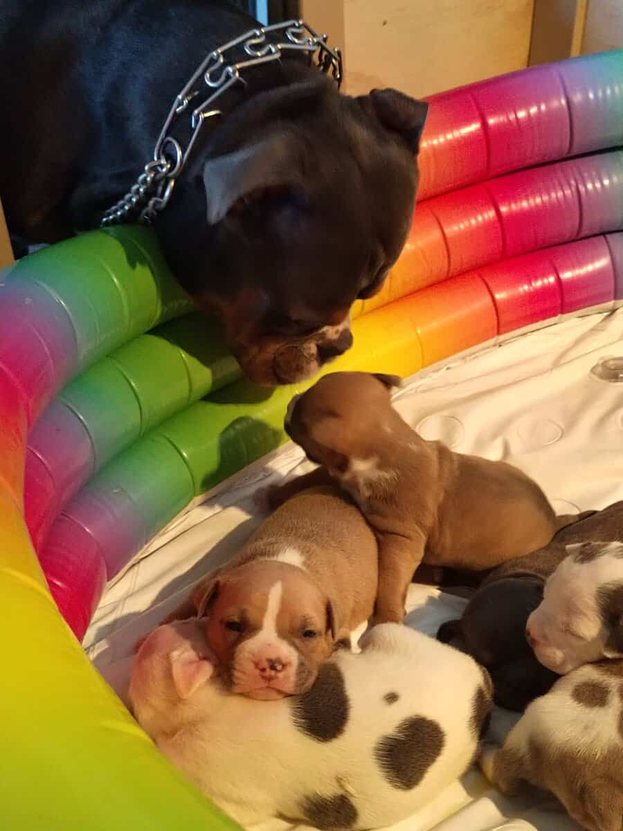 Premium Pocket Bully Puppies – Males & Females image 2
