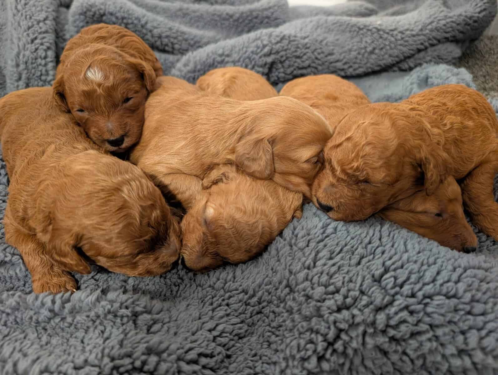 Mini Goldendoodles image 1