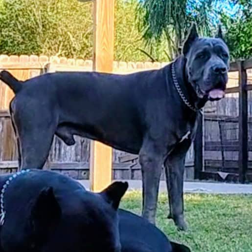 🐾 Cane Corso Puppies — Blue & Grey 💙 image 2