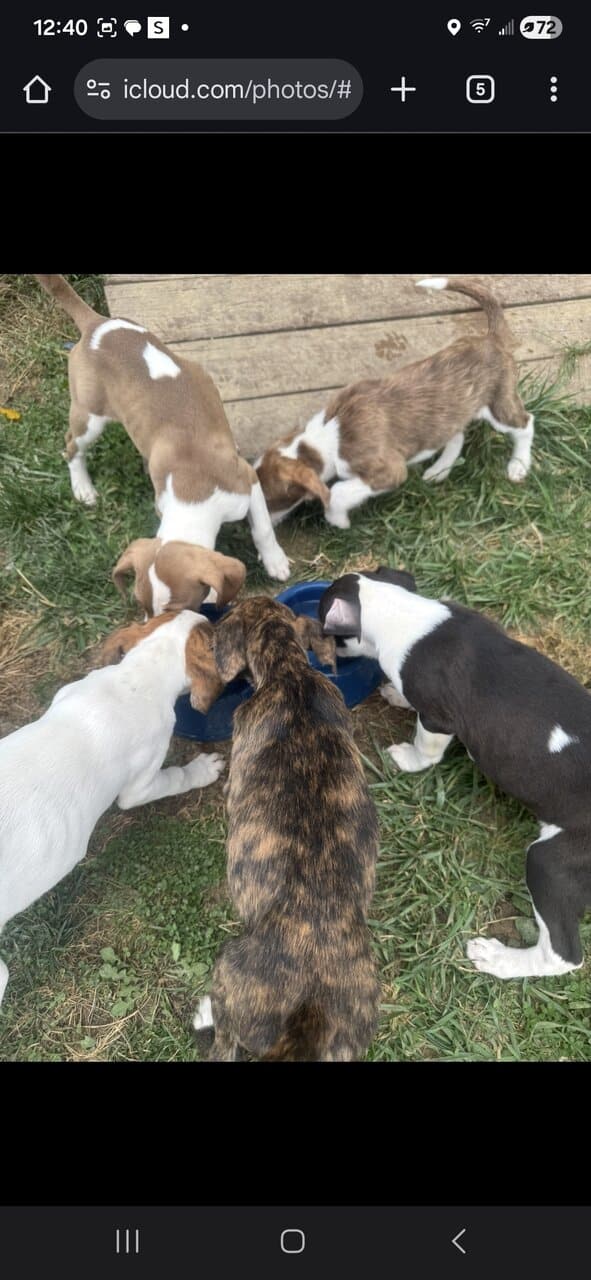 Free Blue nose pit and Golden doodle puppies image 9