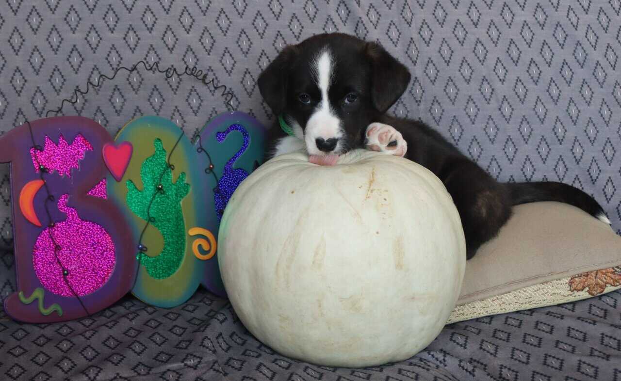 Purebred Cardigan Welsh Corgi Mr Green image 9