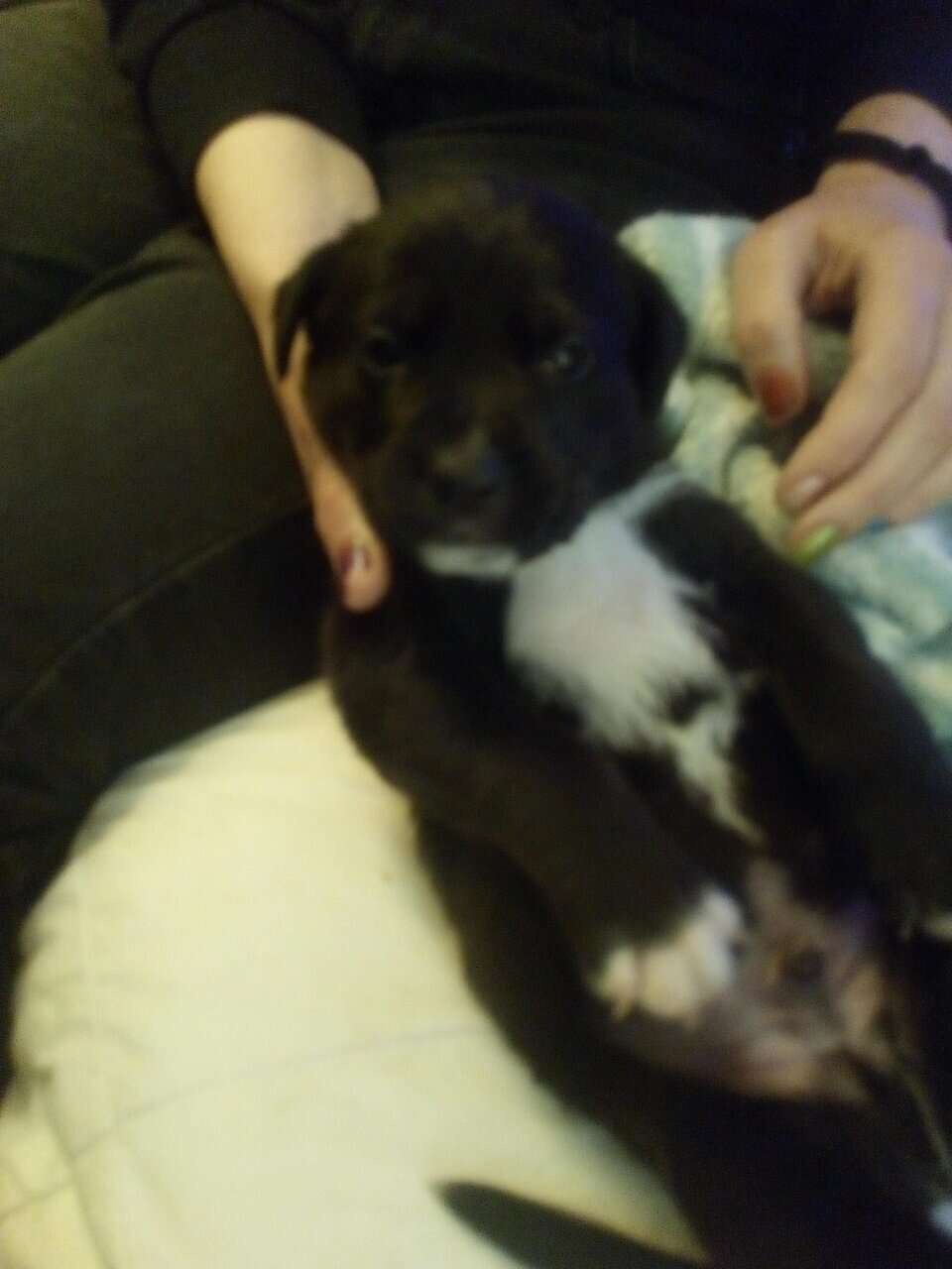 Pitbull/lab puppy (Dee-Oh-Gee) image 4