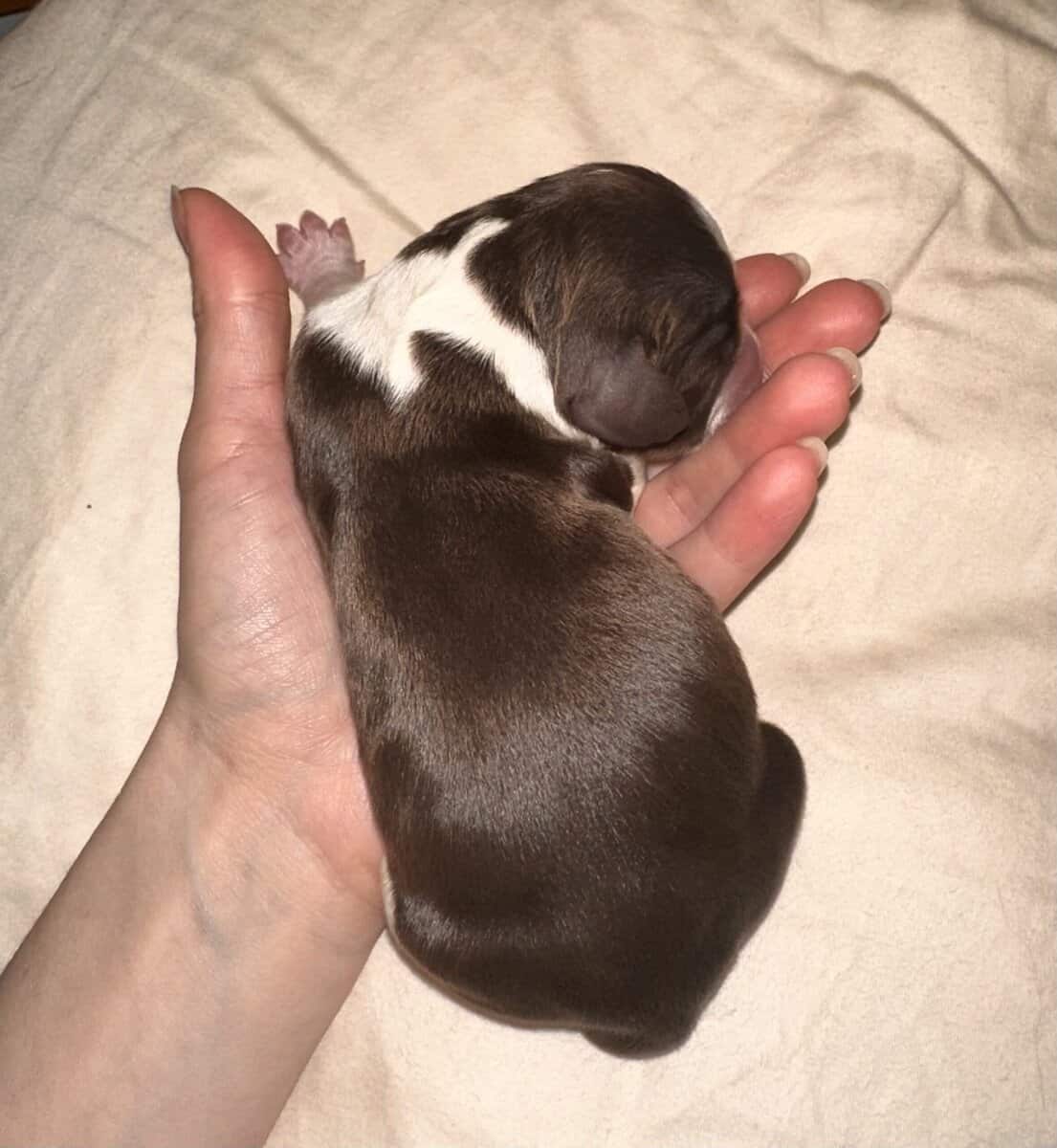 English Springer Spaniel Puppies image 5