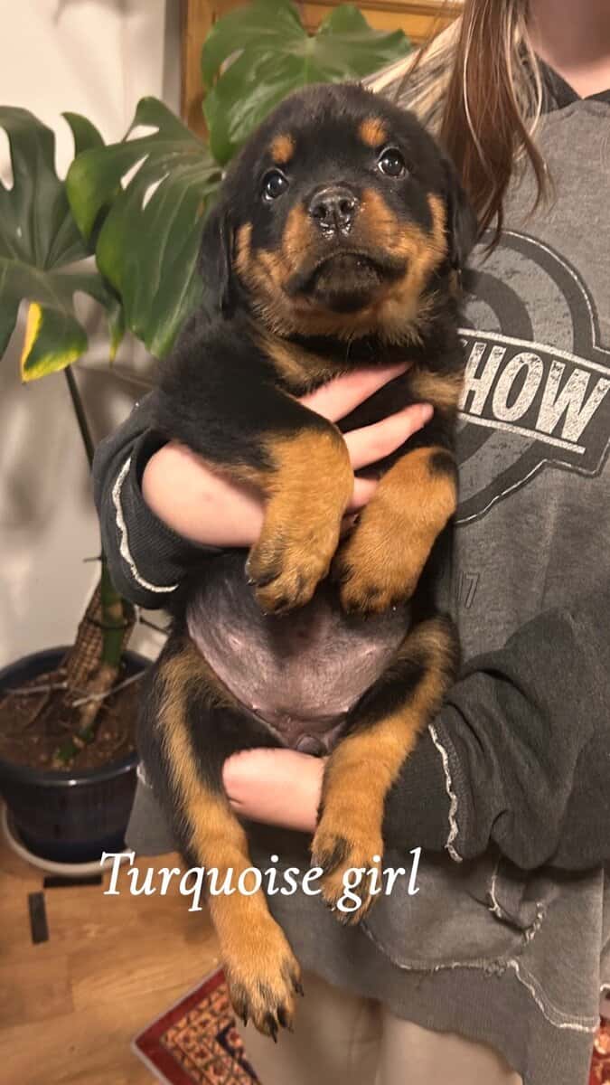 Rottweiler puppies image 4