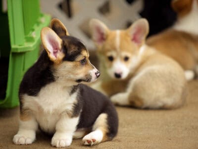 CKC pembroke corgi puppies!