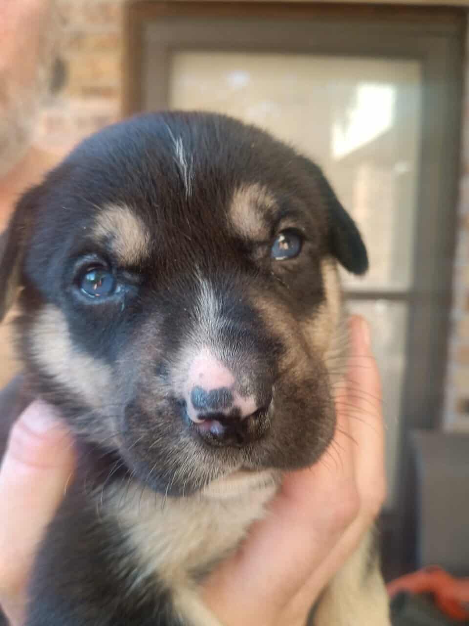 Husky/lab puppies image 1
