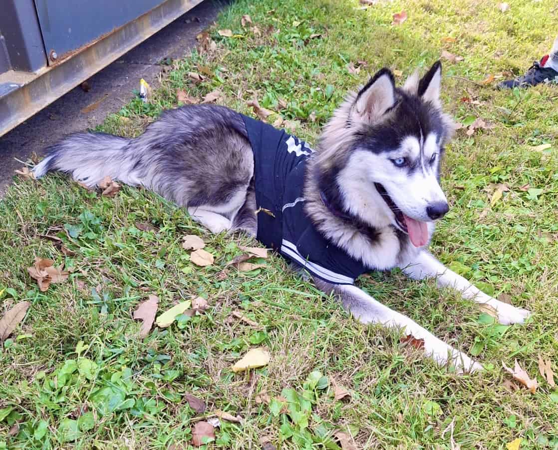Siberian Husky image 5