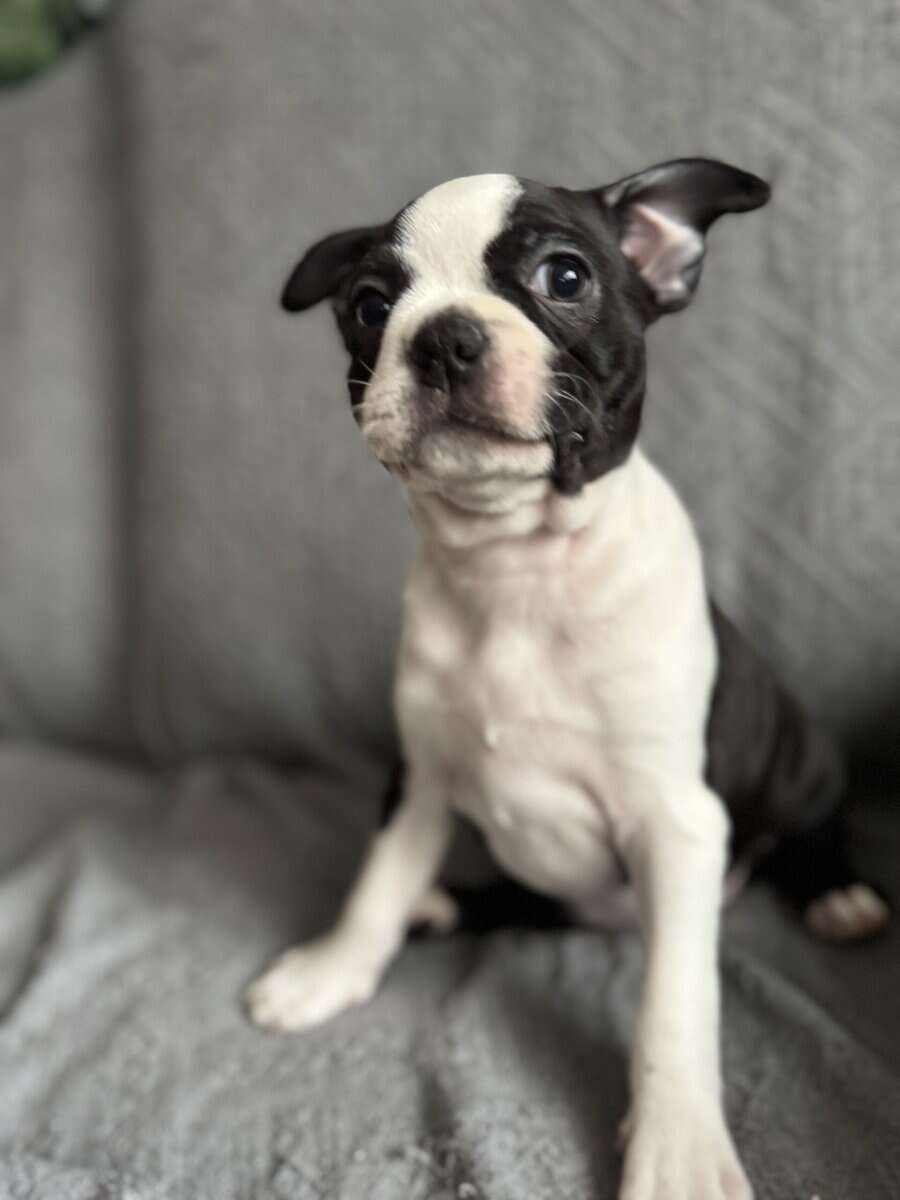 Purebred Boston Terrier Puppies image 3