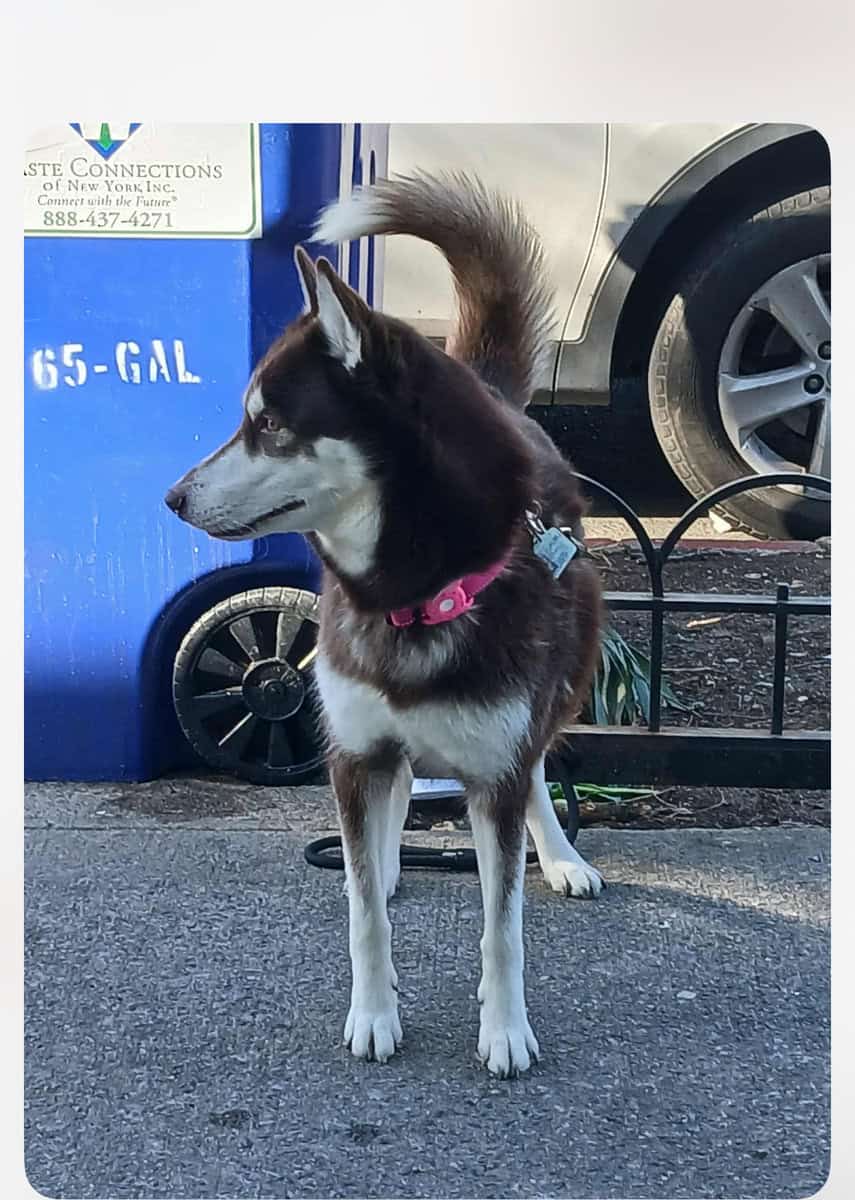 Female Siberian Husky, 3 years old. image 2