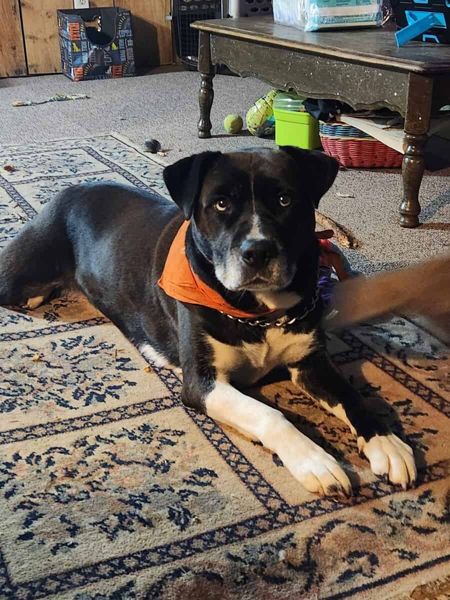 Husky-Lab/American Pitbull Terrier image 8