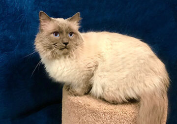 Blue point Adult Ragdoll Available