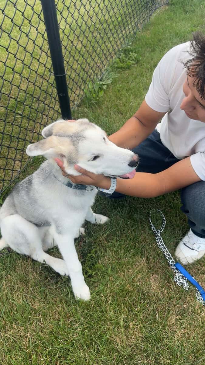 Dog up for adoption image 3