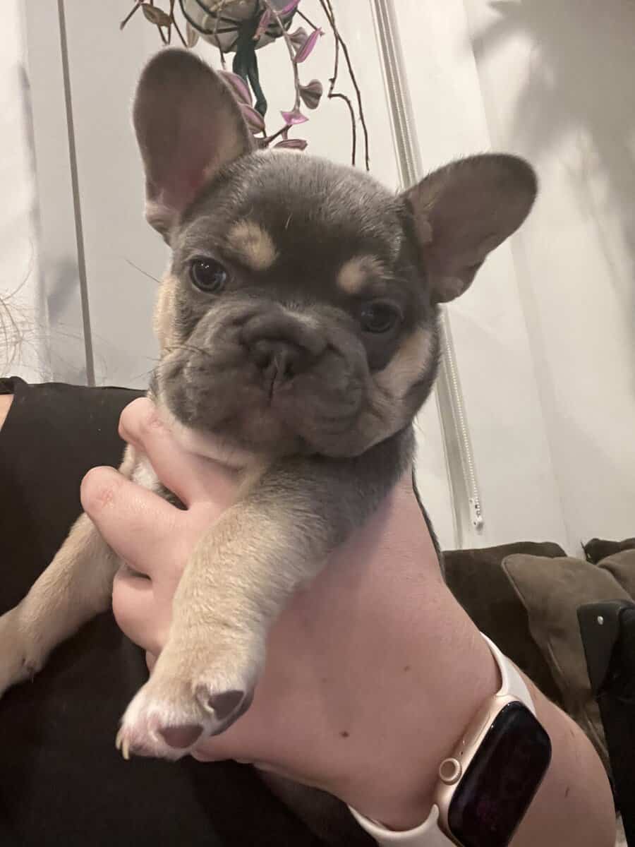French Bulldog Puppies image 3