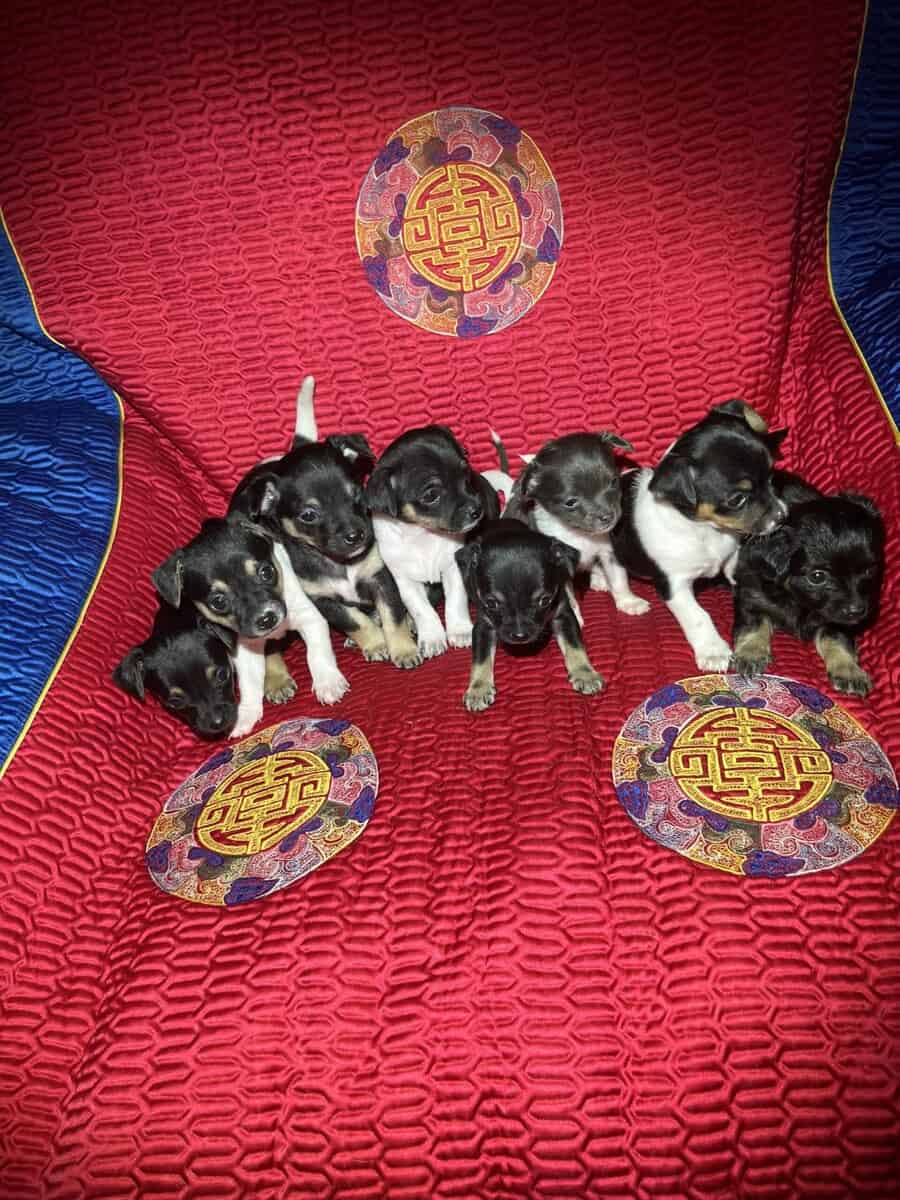 Chihuahua Puppies image 8