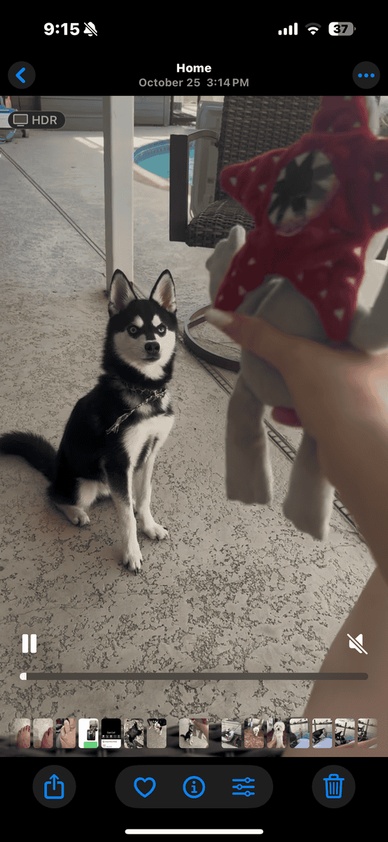 Rare Alaskan Klee Kai image 5